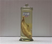 藏品(平鰺)的圖片